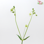 Silene (5 Stems)