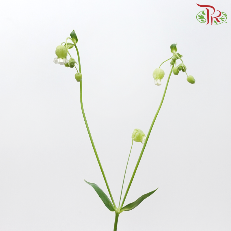 Silene (5 Stems)