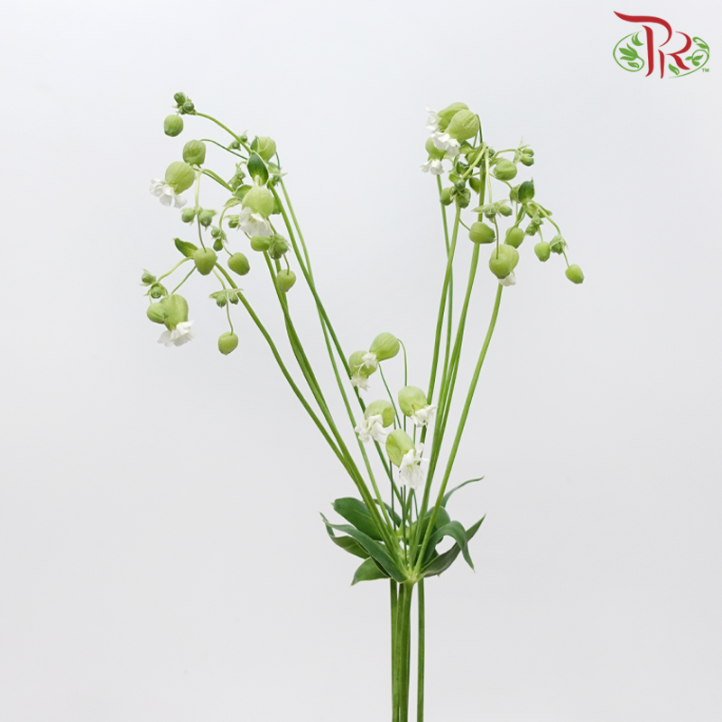 Silene (5 Stems)