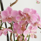 【Father's Day Series】Silent Bloom