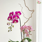 【Father's Day Series】Silent Bloom