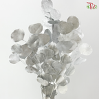 Preserved Eucalyptus Silver Dollar Bleached - Silver (Per Bunch)