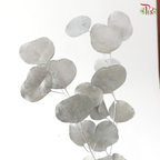 Preserved Eucalyptus Silver Dollar Bleached - Silver (Per Bunch)