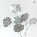 Preserved Eucalyptus Silver Dollar Bleached - Silver (Per Bunch)