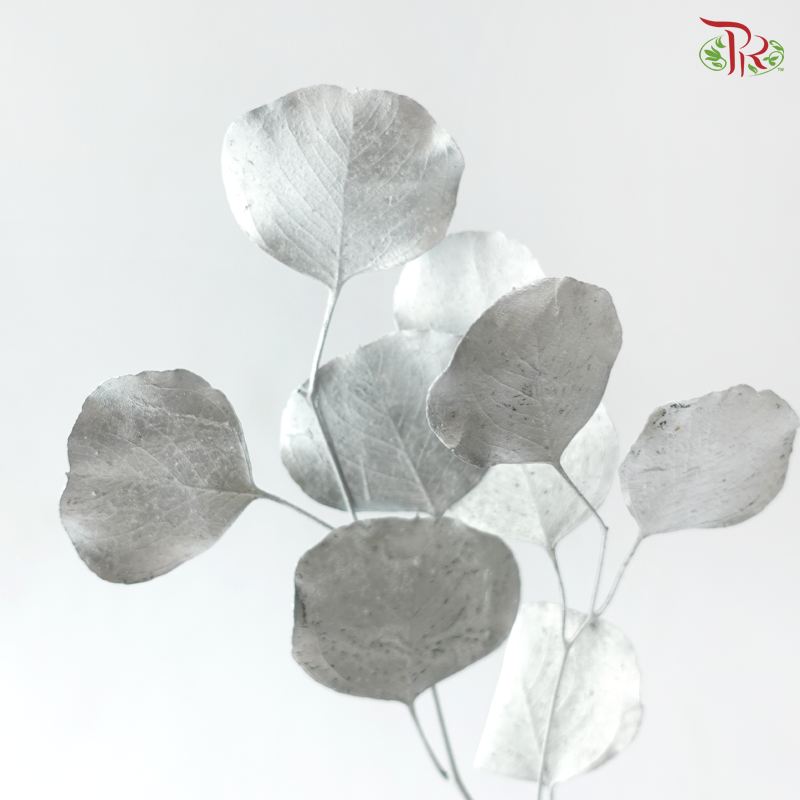 Preserved Eucalyptus Silver Dollar Bleached - Silver (Per Bunch)