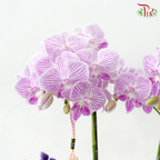 【RAYA 2026】Sinar Aidil