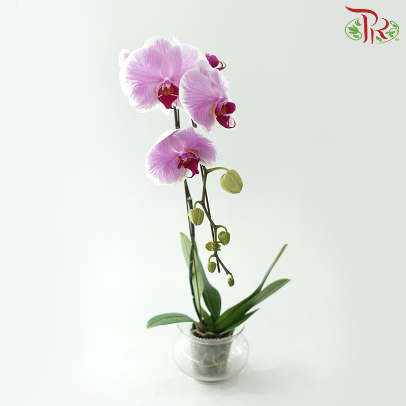 Big Single Stem Phalaenopsis Orchid - Pink With Stripes D0015 (Without Vase)