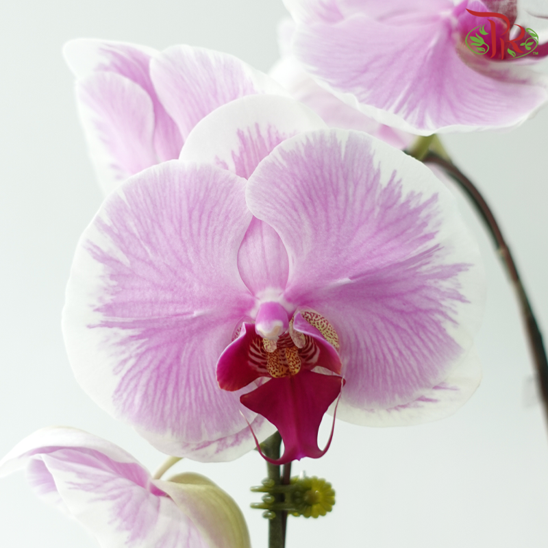 Big Single Stem Phalaenopsis Orchid - Pink With Stripes D0015 (Without Vase)