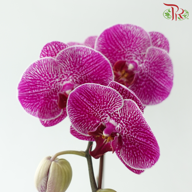 Big Single Stem Phalaenopsis Orchid - Purple With Spot SRM0988 (Without Vase)