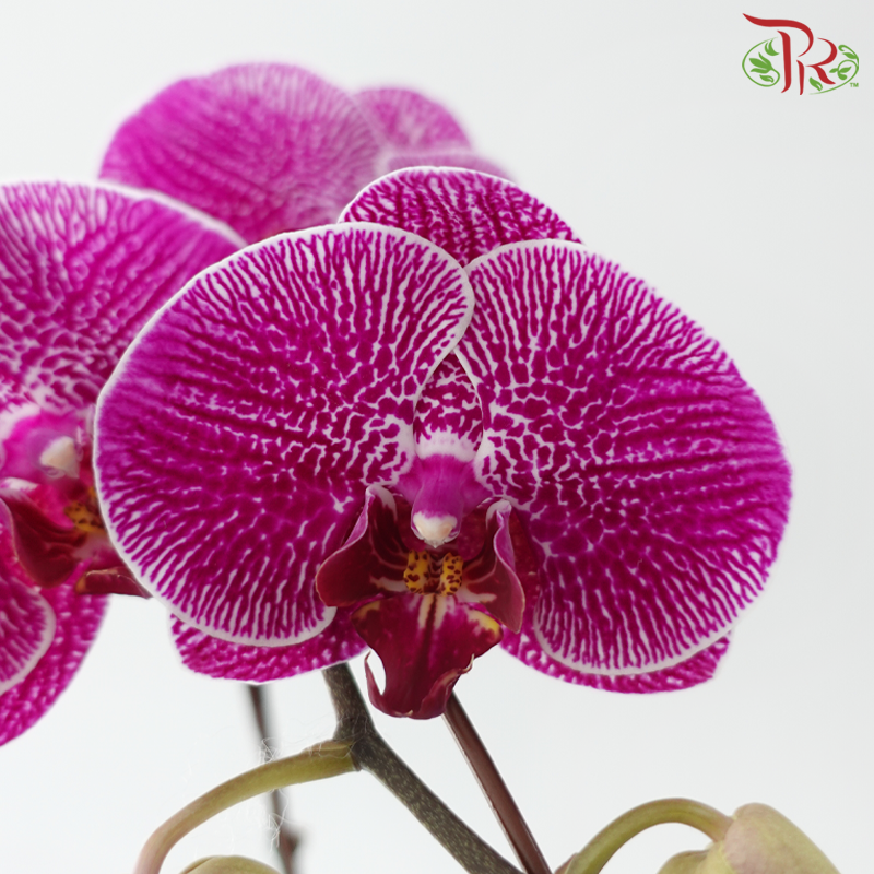 Big Single Stem Phalaenopsis Orchid - Purple With Spot SRM0988 (Without Vase)