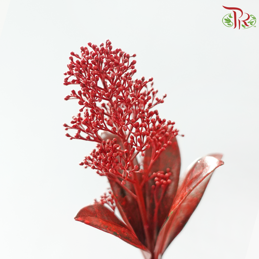 Skimmia - Red (Per Bunch)