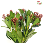 Skimmia Japonica Rubella - Red - Pudu Ria Florist