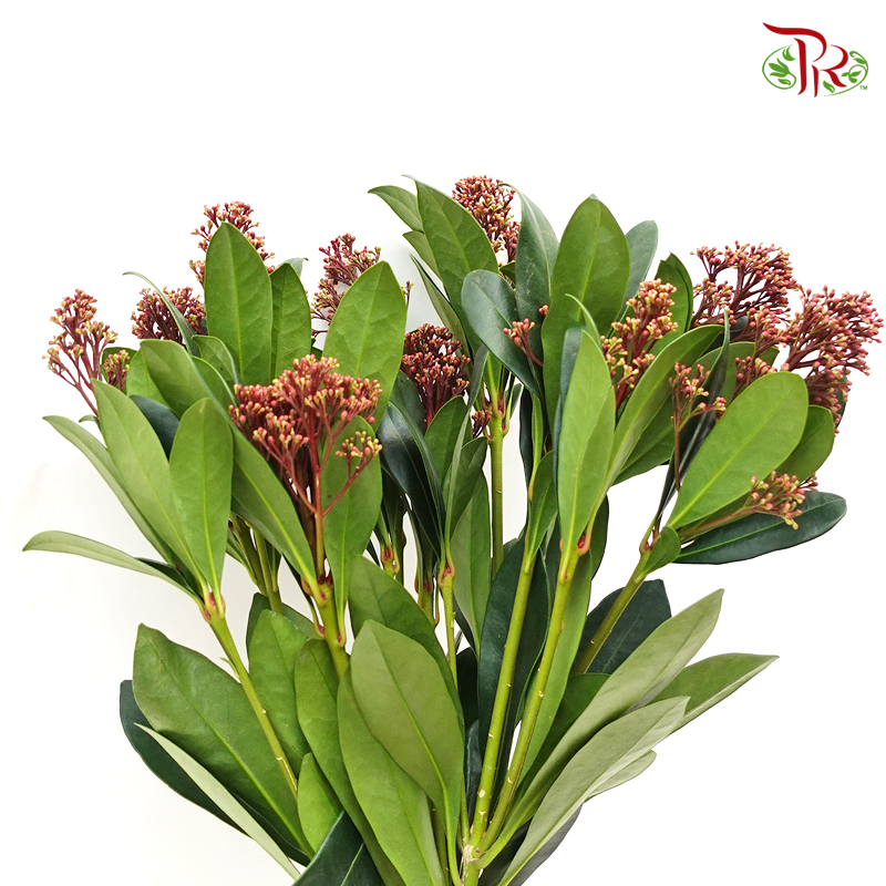 Skimmia Japonica Rubella - Red - Pudu Ria Florist