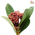 Skimmia Japonica Rubella - Red - Pudu Ria Florist