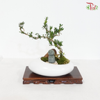 Small Rectangular Wood Base