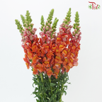 Snapdragon - Bicolour Pink & Orange (Per Bunch)