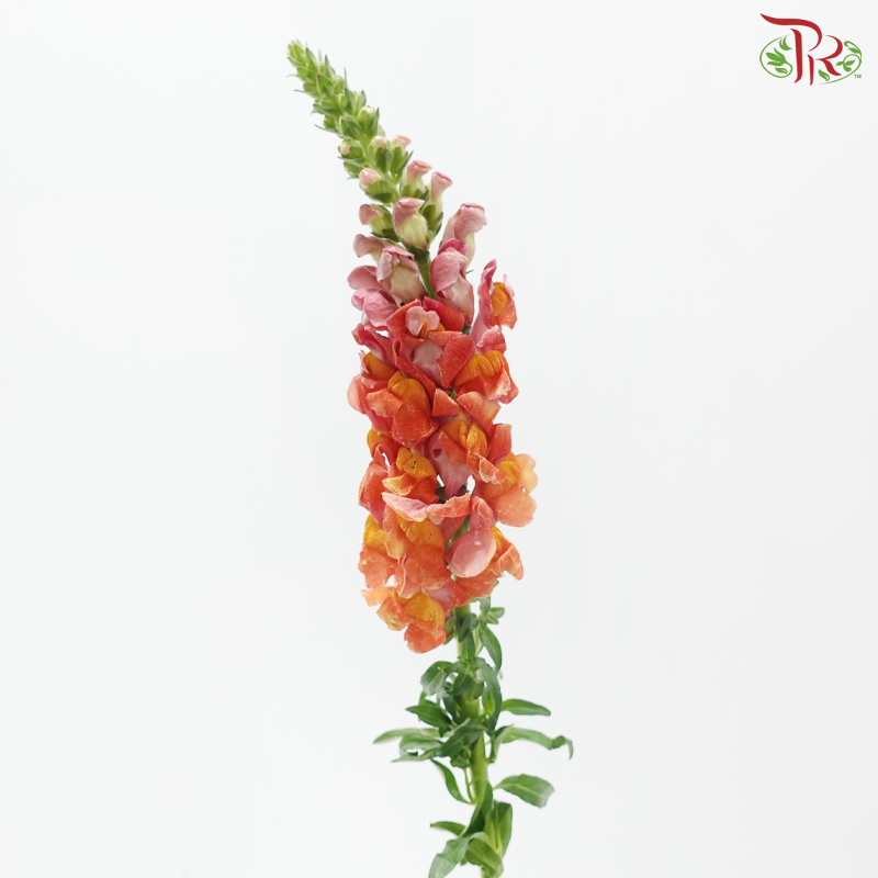 Snapdragon - Bicolour Pink & Orange (Per Bunch)