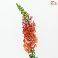 Snapdragon - Bicolour Pink & Orange (Per Bunch)