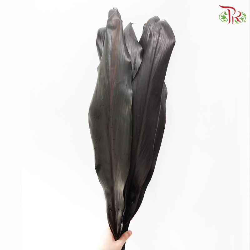 HW - Cordyline Black Ti Leaves (10 Stems)