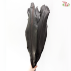 HW - Cordyline Black Ti Leaves (10 Stems)