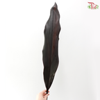 HW - Cordyline Black Ti Leaves (10 Stems)