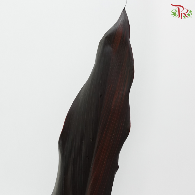 HW - Cordyline Black Ti Leaves (10 Stems)
