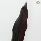 HW - Cordyline Black Ti Leaves (10 Stems)