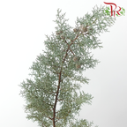Snow Pine