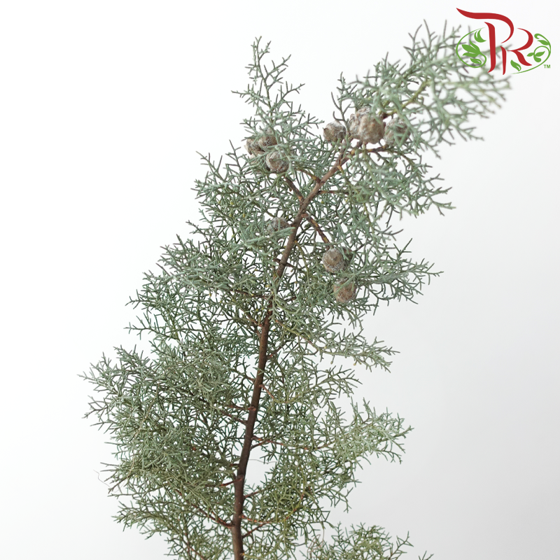 Snow Pine