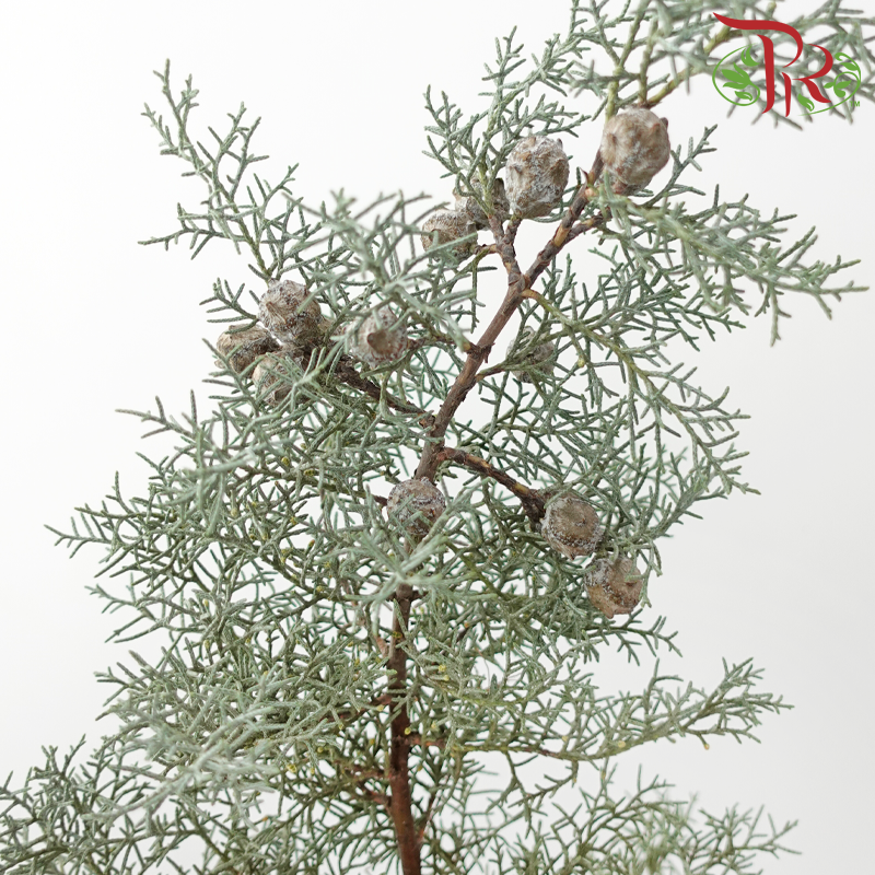 Snow Pine