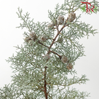 Snow Pine
