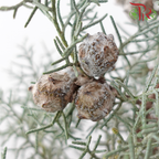 Snow Pine