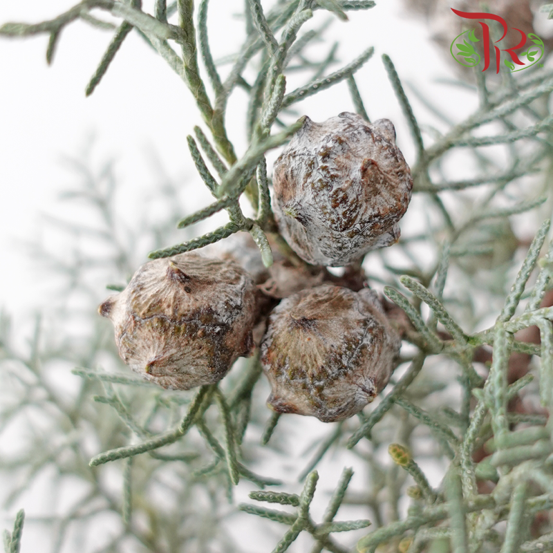 Snow Pine
