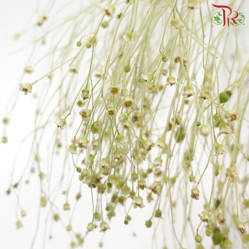 Soft Silk - (Per Bunch)