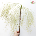 Soft Silk - (Per Bunch)