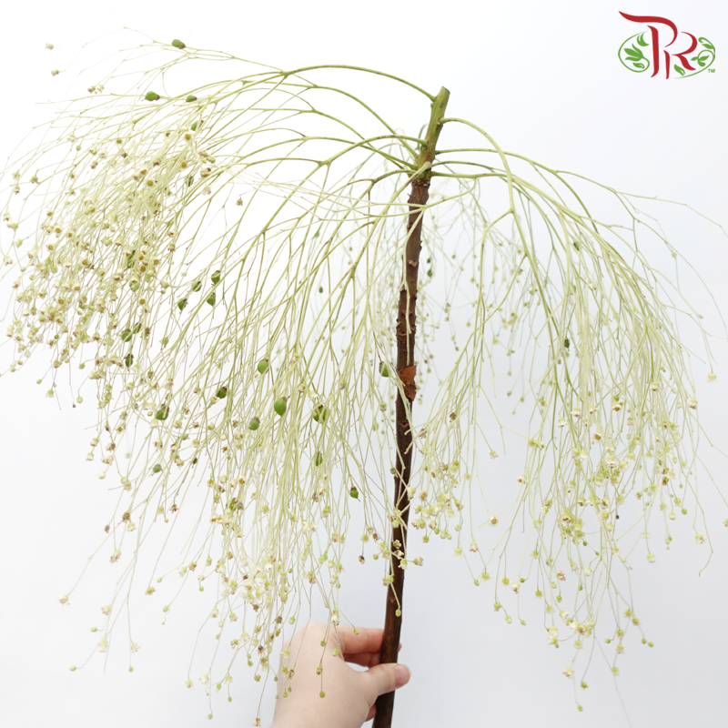 Soft Silk - (Per Bunch)