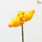 Solanum Biocolor (Per Stem)