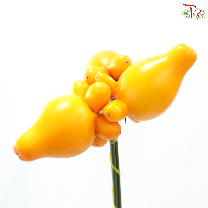 Solanum Biocolor (Per Stem)