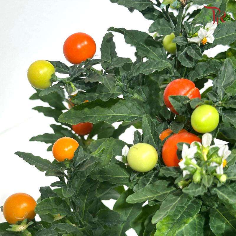 【CNY 2026】Abundant Solanum Fruits, Abundant Blessings《果满福来》