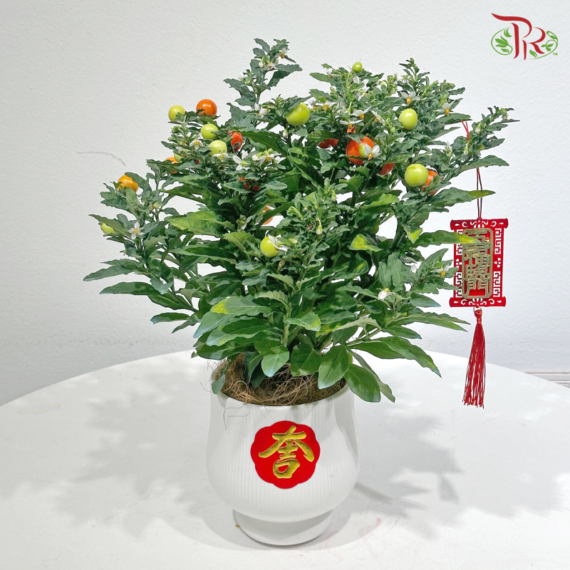 【CNY 2026】Abundant Solanum Fruits, Abundant Blessings《果满福来》