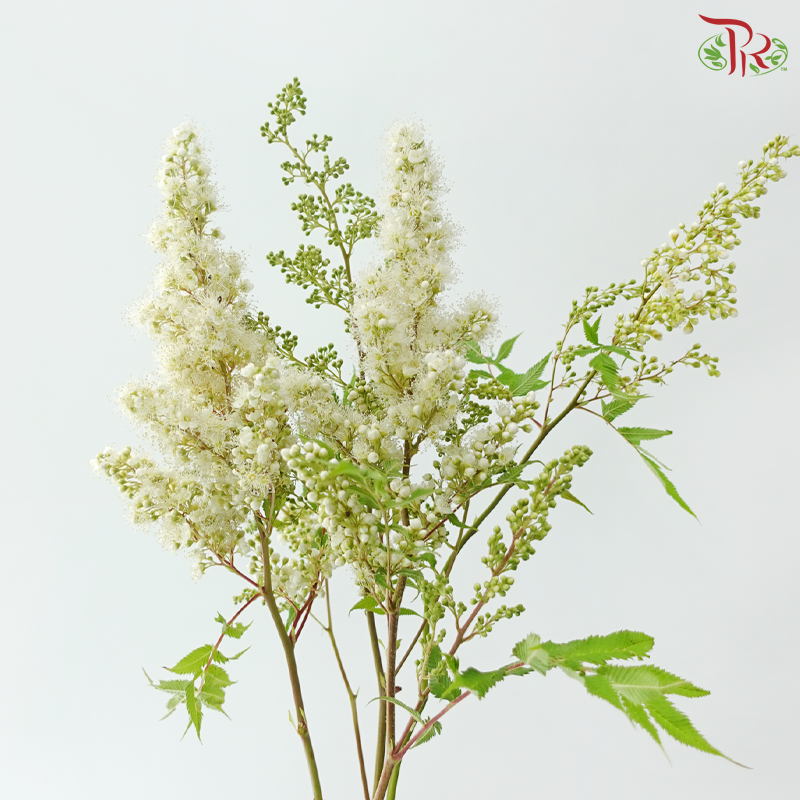 Sorbaria Sorbifolia - White (Per Bunch)