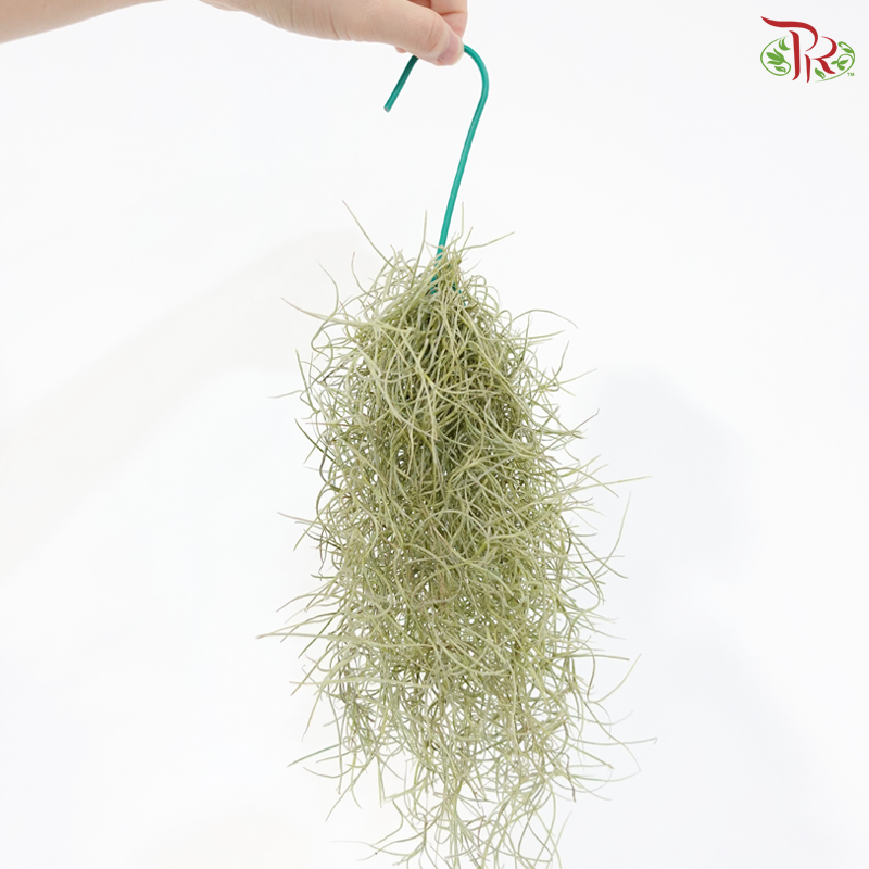 Spanish Moss J01《松萝凤梨》