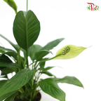 Spathiphyllum Mojo 《白掌》 - Pudu Ria Florist