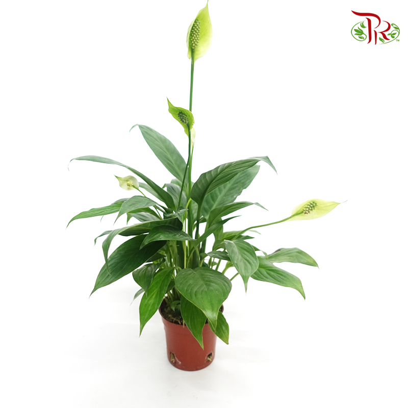 peace lily price in nepal Spathiphyllum P150《白掌》 – Pudu Ria Florist