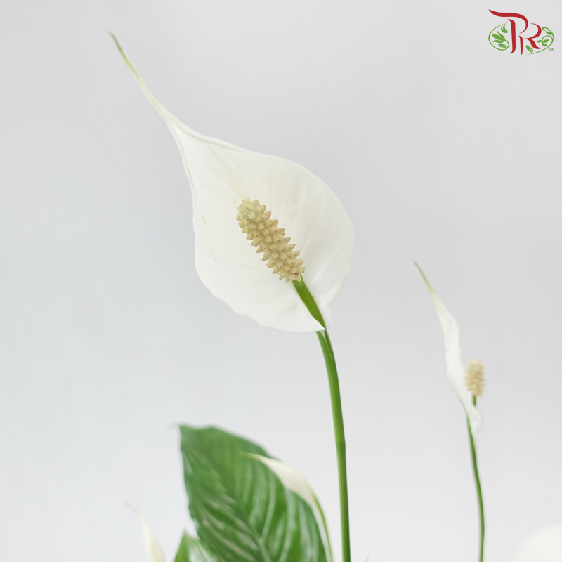 Spathiphyllum Sweet Benito 130 - 55cm《白掌》