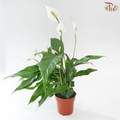 Spathiphyllum Sweet Benito 130 - 55cm《白掌》