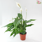 Spathiphyllum Sweet Benito 130 - 55cm《白掌》