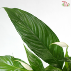 Spathiphyllum Sweet Benito 130 - 55cm《白掌》