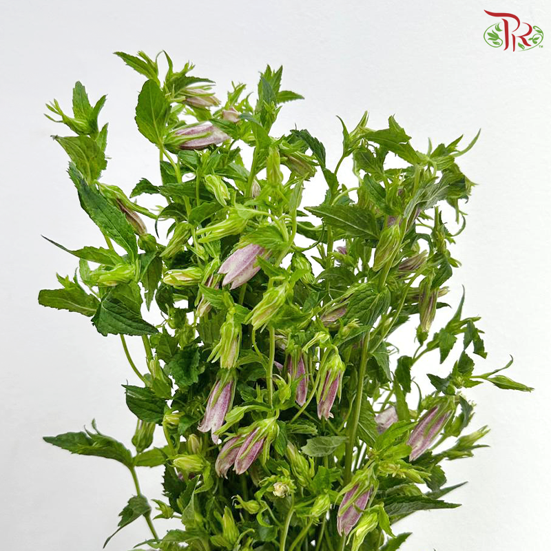 Spotted Bell Flower (Per Bunch)