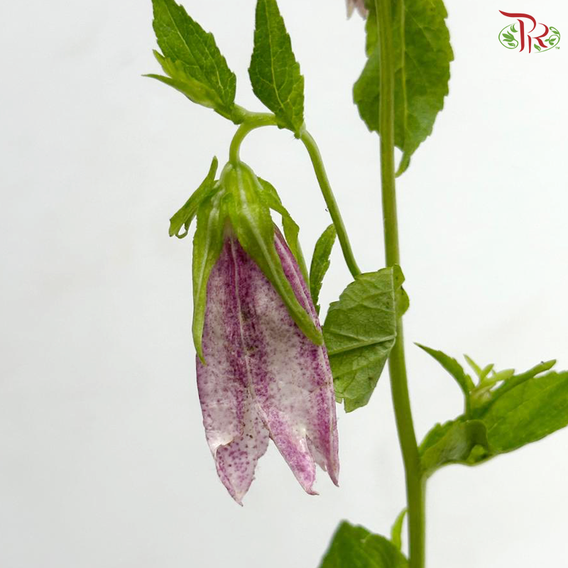 Spotted Bell Flower (Per Bunch)